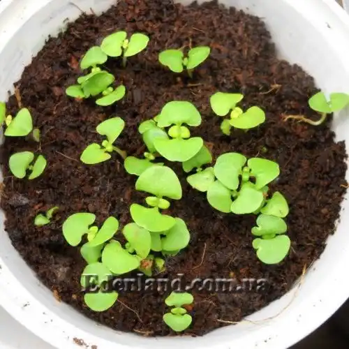 Зображення Базилік священний - Ocimum sanctum