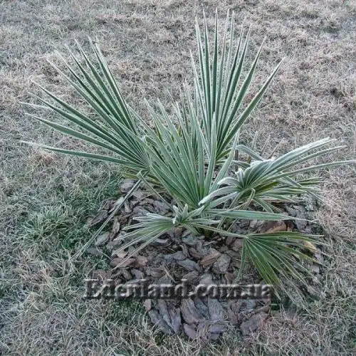 Зображення Сабаль малий - Sabal minor