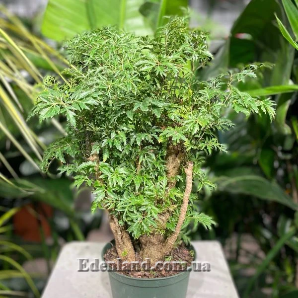 Изображение Полисциас кустарниковый  - Polyscias fruticosa