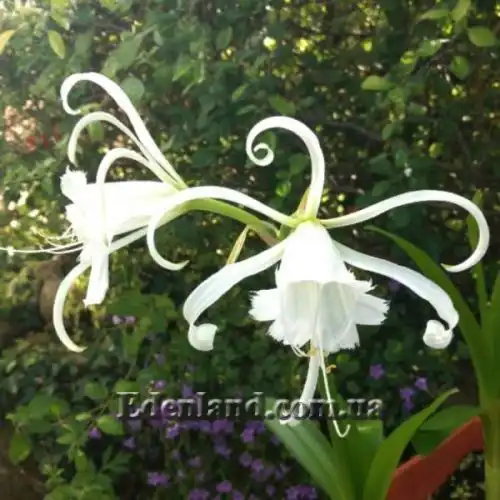 Изображение цветение