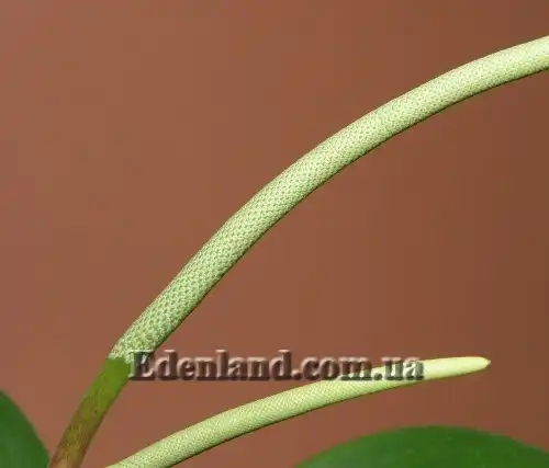 Изображение Пеперомия туполистная - Peperomia obtusifolia