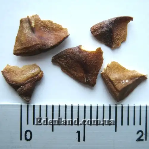 Изображение семена лагерстремии