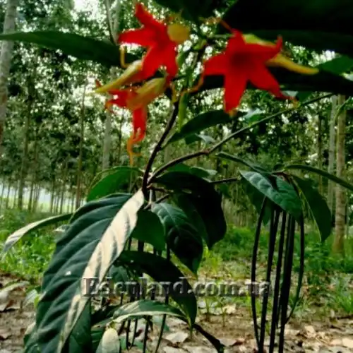 Изображение Райтия сомнительная - Wrightia dubia 