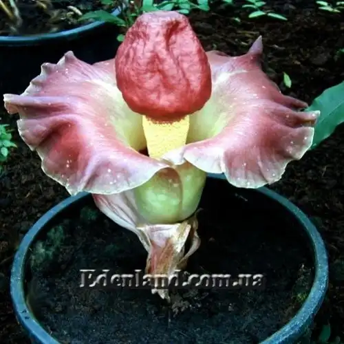 Аморфофаллус півонієлистий - Amorphophallus paeoniifolius