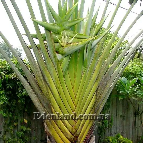 Изображение цветение