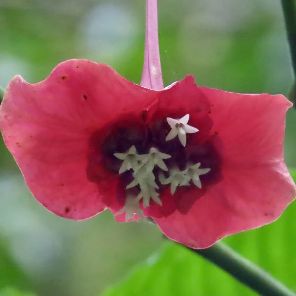 Зображення Палікурея Корреа - Palicourea correae  