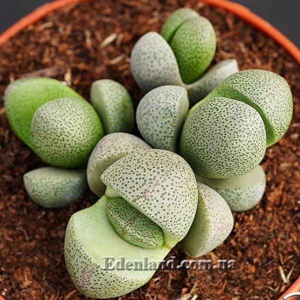 Зображення Плейоспілос Нела - Pleiospilos nelii