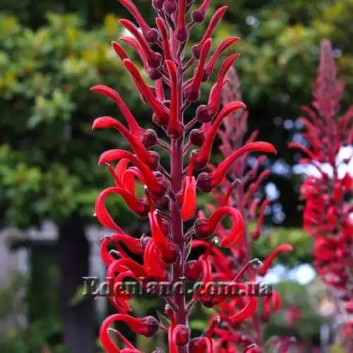 Изображение Лобелия Тупа - Lobelia tupa