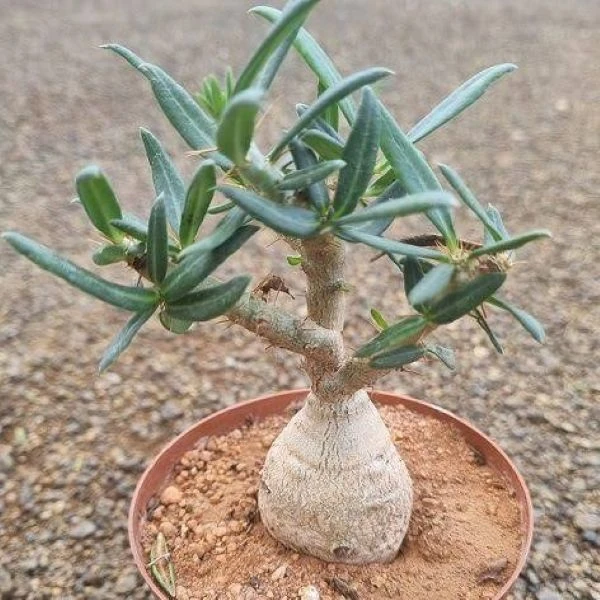 Зображення Пахіподіум сукулентний  - Pachypodium succulentum 