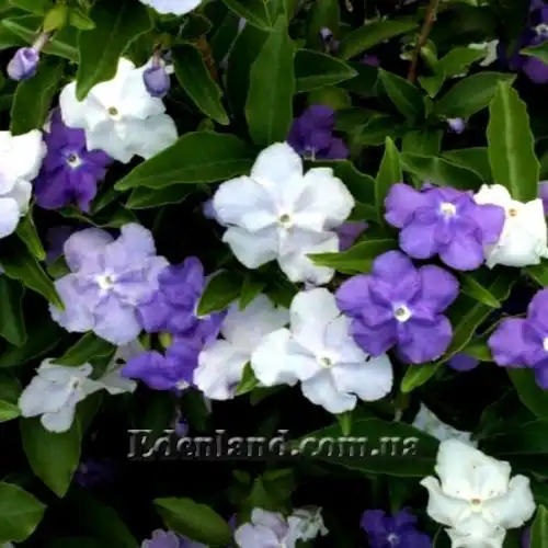 Изображение Брунфельзия широколистная  - Brunfelsia latifolia
