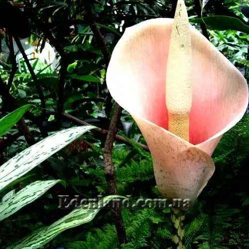 Аморфофаллус бульбоносний (бульба) - Amorphophallus bulbifer