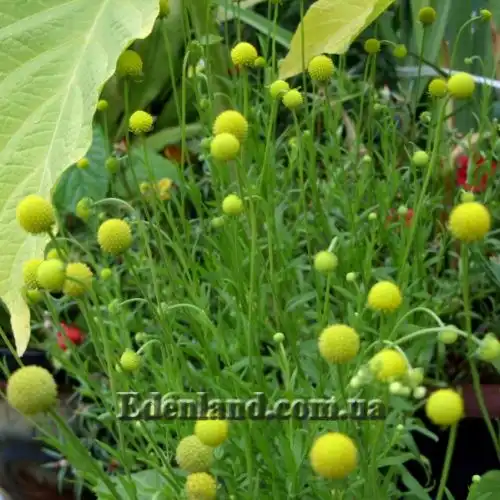 Изображение Цефалофора ароматная - Cephalophora aromatica