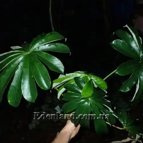 Зображення Мусанга цекропієвидна - Musanga cecropioides