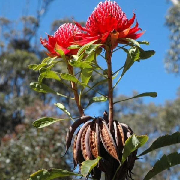Зображення Телопея прекрасна - Telopea speciosissima 