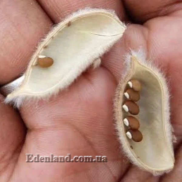 Изображение Подалирия миртолистная  - Podalyria myrtifolia