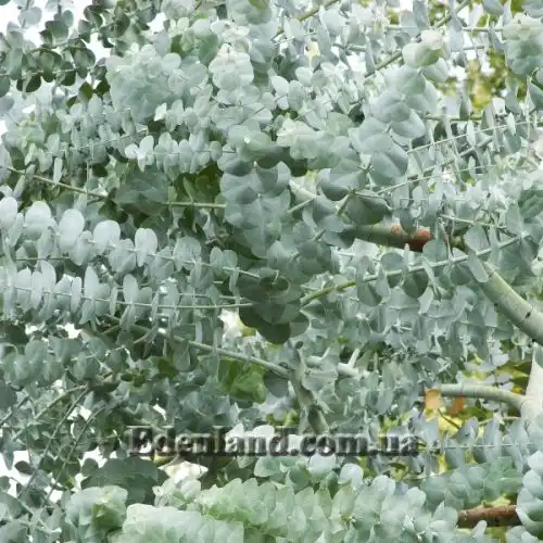 Изображение Эвкалипт припудренный Сорт Baby Blue - Eucalyptus pulverulenta