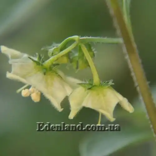 Изображение Джалтомата лежачая  - Jaltomata procumbens