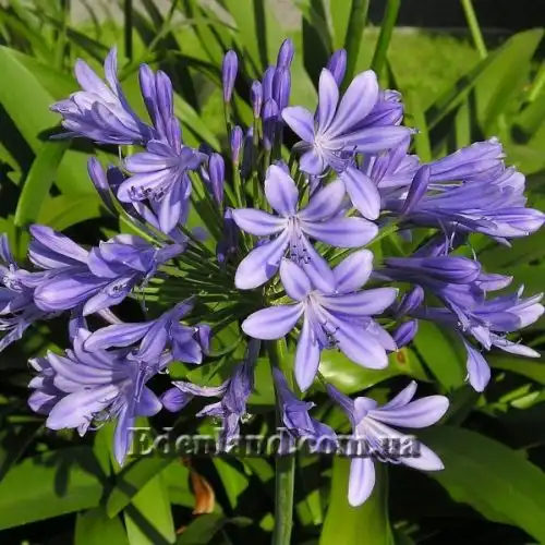 Изображение Агапантус ранний - Agapanthus praecox