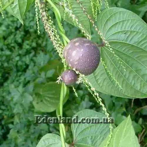 Изображение Диоскорея клубненосная  - Dioscorea bulbifera