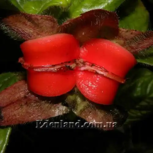 Изображение Дримония аллоплектусовидная - Drymonia alloplectoides