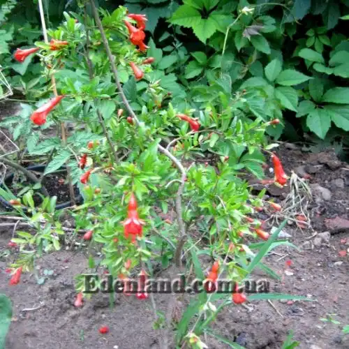 Зображення квітучі рослини