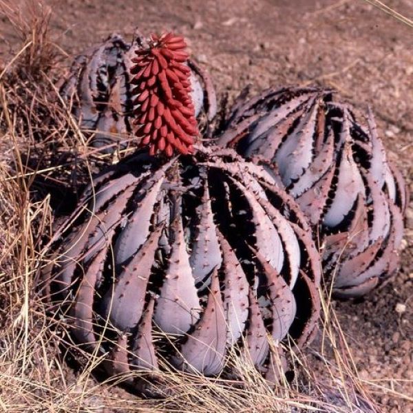 Зображення Алое Пеглер - Aloe peglerae