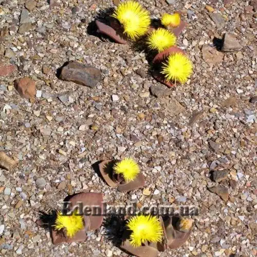 Изображение Хейридопсис своеобразный - Cheiridopsis peculiaris