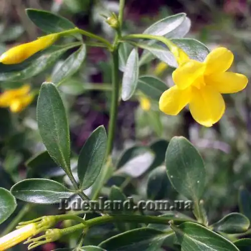 Зображення Жасмин чагарниковий - Jasminum fruticans