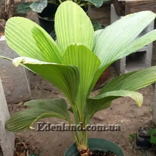 Изображение ювенильные листья