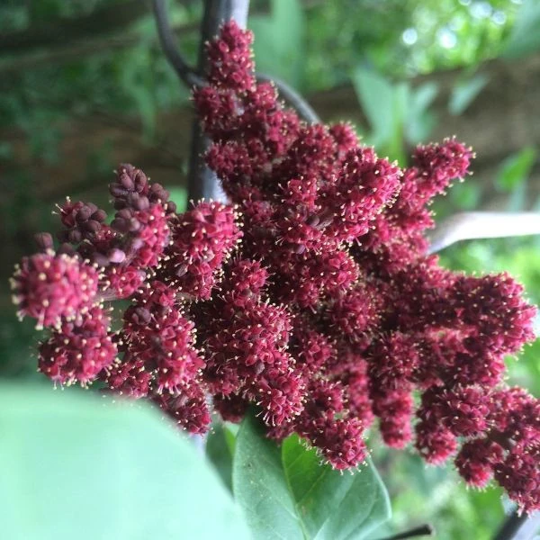 Зображення Ампелоцисус Мартіні - Ampelocissus martini 