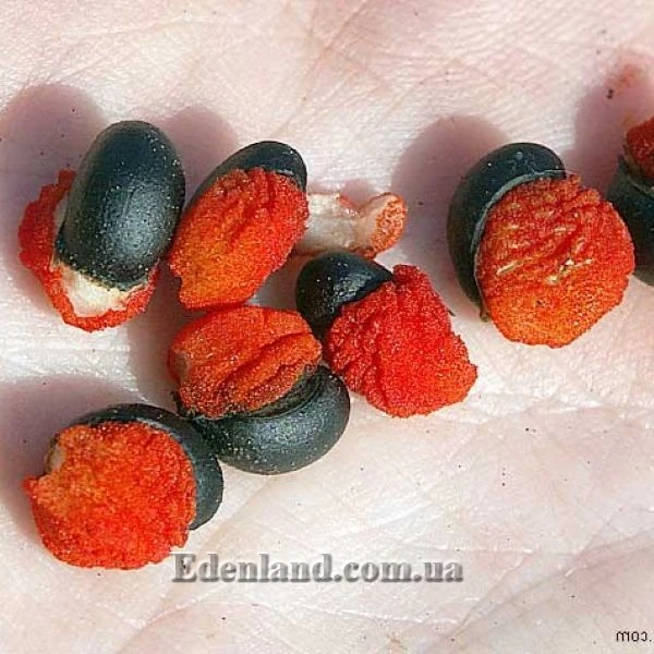 Зображення Насіння Клеродендрону Томсона з арилюсом