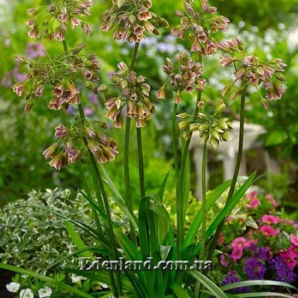 Зображення цвітіння у саду