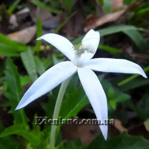 Зображення Гіпоброма довгоквіткова - Hippobroma longiflora