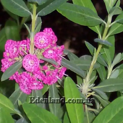 Зображення Кальмія вузьколиста - Kalmia angustifolia