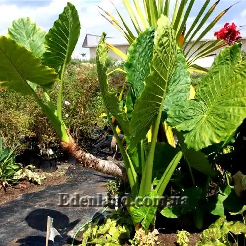 Изображение Алоказия пахучая - Alocasia odora