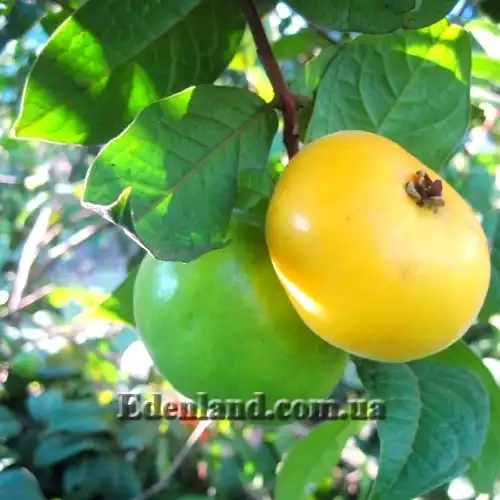 Изображение созревающие плоды