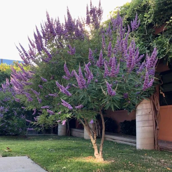 Витекс священный  - Vitex agnus - castus