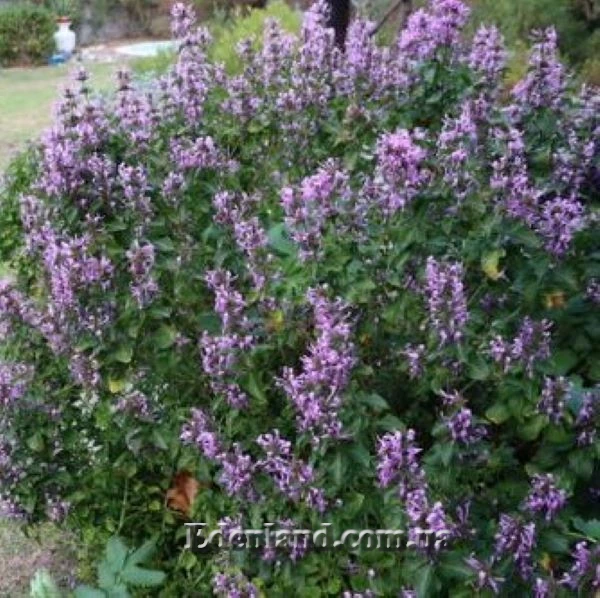 Изображение цветение в саду