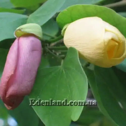 Изображение Баухиния войлочная - Bauhinia tomentosa