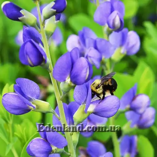 Баптизия южная - Baptisia australis