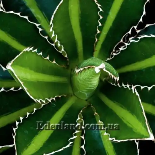 Зображення Агава однострічкова - Agave univittata