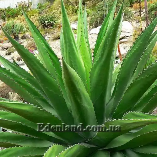 Изображение Агава Джентри - Agave gentryi