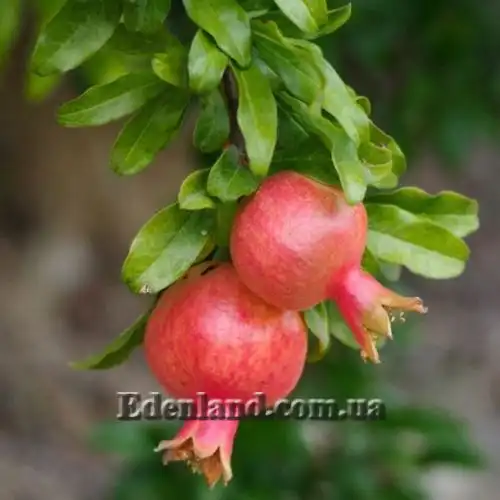 Зображення Гранат звичайний карликовий Карфаген - Punica granatum nana
