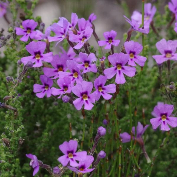 Изображение Джеймсбриттения мелколистная - Jamesbrittenia microphylla   