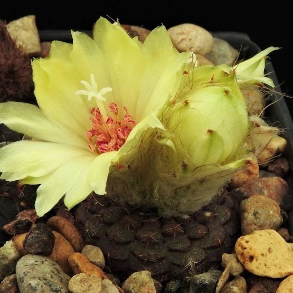 Зображення Фрайлея панцирна - Frailea cataphracta 