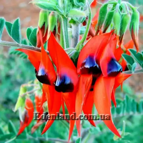 Изображение соцветия