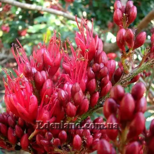 Зображення Шотія короткопелюсткова - Schotia brachypetal