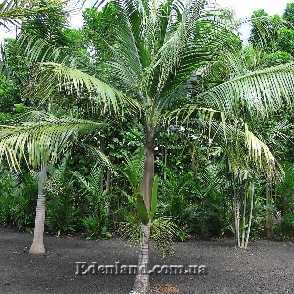 Изображение Диктиосперма белая  - Dictyosperma album