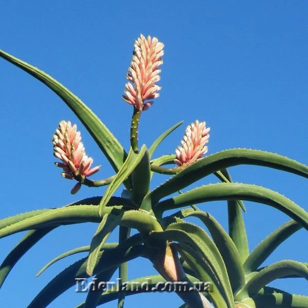 Зображення цвітіння