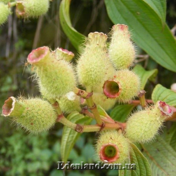 Изображение семенные коробочки